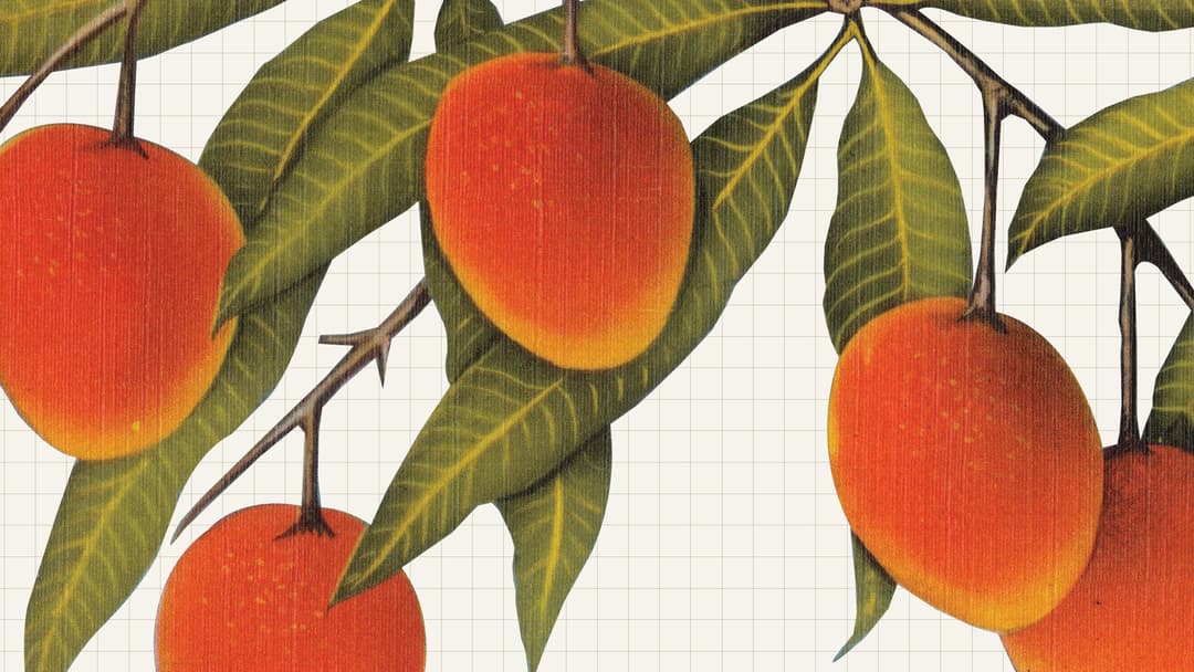 Mad about Mangoes