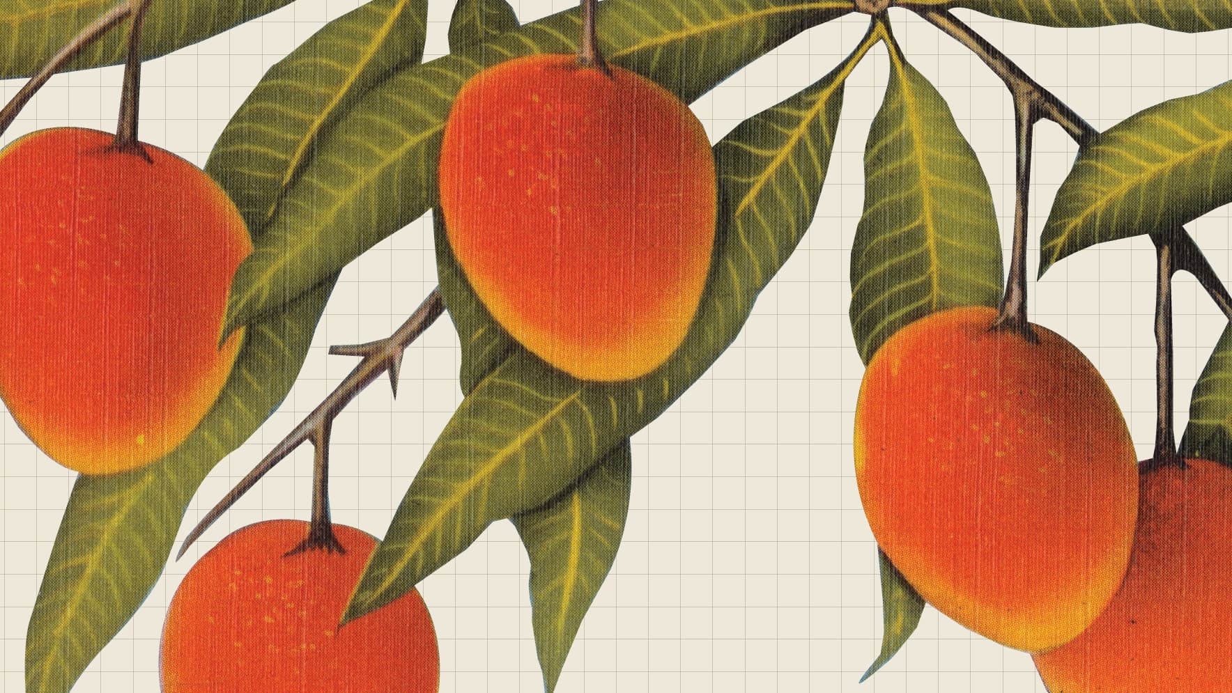 Mad about mangoes